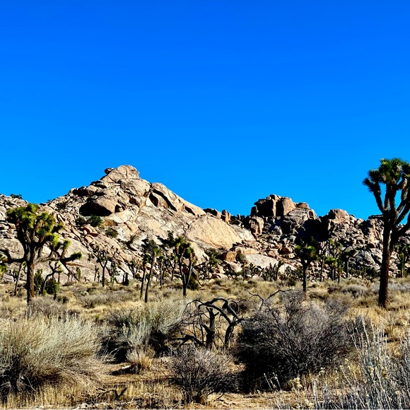 Meet your Posher, Jasmine - Picture 1 of 1